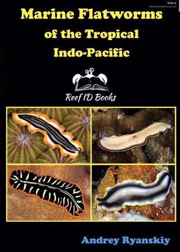 Nudibranchs and planarian of Madagascar